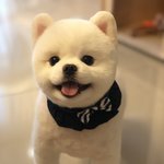 [강아지] 뽀메계의 원빈 ㅋㅋㅋㅋㅋㅋㅋㅋㅋㅋㅋㅋㅋ