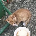 저에게도 강제 냥줍의 기회가....