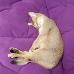 [강다니엘] 181015 강다니엘 공카프사변경❗