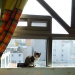 [허스키<b>심바</b>] <b>심바</b>는 육아중