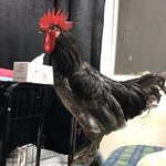 [무무닭] 무무닭 근황(산책,소개팅,간지템) - 집에서 부화시킨...