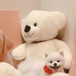 [강아지] 뽀메계의 <b>원빈</b>2 ㅋㅋㅋㅋㅋ