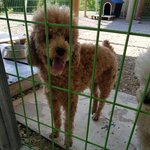 [강아지] <b>뒷다리</b>가 아픈 푸들