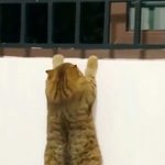 [댓글부탁해] <b>주위</b>에 블랙넛 빠는애 있다 추반