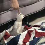 [댓글부탁해] 우리집 고양이 자랑할게!!