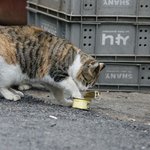 [고양이] 길고양이 좀 건들지 맙시다 (내용 약혐 포함)
