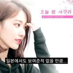 [드루와] 리얼리티 프로그램이 두려운 <b>사쿠라</b>