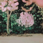 [EXO] 오늘은 벚꽃<b>연가</b> 나오는날~~~~