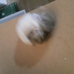 북돌이하고 <b>평촌</b>이를 붙여놓아봤는데~~