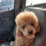 [강아지] 뒷다리아픈 <b>푸들</b> 주인이 나타났어요
