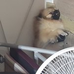 [강아지] <b>분리</b>불안 해결책 좀 주세여