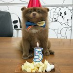 포메라니안<b>치곤</b> 몸이 크다며 버려졌던 아가