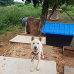 [강아지] 잘 생긴 <b>우성</b>이 좀 살려주세요