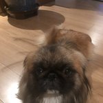 [국민청원] 애견호텔의 운영 <b>미숙</b>으로 실명위기, 심정지까지 겪었습니다...