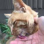 [고양이] 길냥이 금냥이랑 심심한데 그냥 밥주고 놀기