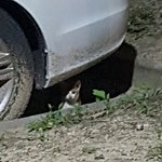 [댓글부탁해] 아기고먐미 보고있는데 <b>엄마</b>고먐미랑 <b>눈</b>마주침