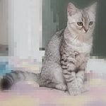 <b>야옹</b>이이름 아로vs로아 골라주라