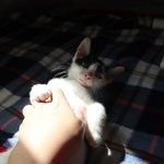 혼자살아남은 새끼고양이 입양해주실분