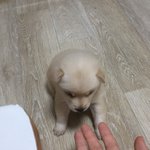 [강아지] 뀨뀨꺄꺄 우리 댕댕이 애기 때 (사진 추가 했<b>소요</b>)