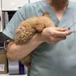 [강아지] 2개월 뽀시래기 3차 <b>접종</b>