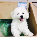 [강아지] <b>비숑</b> 세살 남아 옹츄 2탄