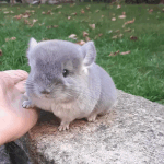 marron5 - <b>girls</b> like you  안다 추반좀...ㅠㅠ