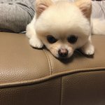 [강아지포도] 포도와 <b>거봉</b>이의 일상13