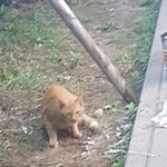 [댓글부탁해] <b>고앵이</b>한테 돌던졌는데 개쫄음ㅋㅋ