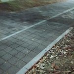 [ㅠㅡㅡㅡㅜ] 너네 <b>산책</b>도 조심해서해;;;;