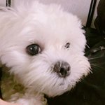 [드루와] 우리집 <b>강쥐</b>가 나 위로해주고 갔엉 ㅠㅠㅠㅠ