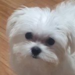 우리집 개 오늘 <b>미용</b>한다!!!!!!!!!!