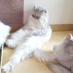 [고양이] 고양이 다리 원래 이럼??ㄷㄷ