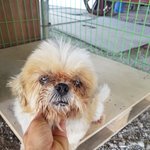 [강아지] <b>노견</b>시츄의 가족이 되어주세요