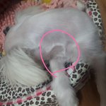 [댓글부탁해] 이거 <b>미용</b> 제대로 못한거지?