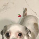 [댓글부탁해] <b>저번</b>에 누가 이 강아지보고 ㅋㅋㅋ