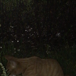 [고양이] 길냥이 돌보기 (도움구해요:<b>D</b>)