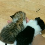 [댓글부탁해] 고양이 이름 <b>현미</b>랑 춘식이 어떰?