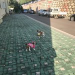 [댓글부탁해] 엄청쎄보이는 <b>개이름</b>지어주세요!!