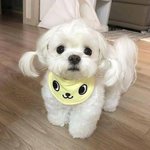 <b>이</b> <b>강아지</b> 새끼아님?