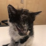 [꼭봐주세요] +)사랑이 후기올립니다 [상처투성이로 버려진 고양이...