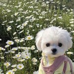 <b>고양</b>이상인데