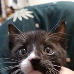 [고양이] 턱시도 아깽이 가족이 되어주세요