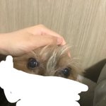노령견 키우는 애들 들어와줘