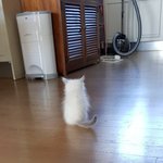 [강다니엘] 강다니엘 막내동생 <b>짱아</b> 얘 닮았오