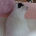 [드루와] <b>우리</b>집 고양이 <b>돼지</b>임??