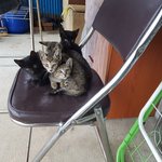 [고양이] 고양이 키우실분 있나요