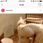 [<b>강아지</b>] 제발 <b>이</b> 가여운 아이들을 살려주세요