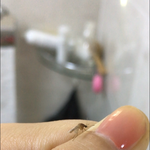 [드루와] 요즘 모기 <b>주먹</b>으로 잡는 연습하고 있는데