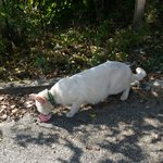 고양이 만났당