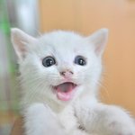 단이/터키쉬앙고라/남아/2개월  짧은 꼬리가 귀여운 단이